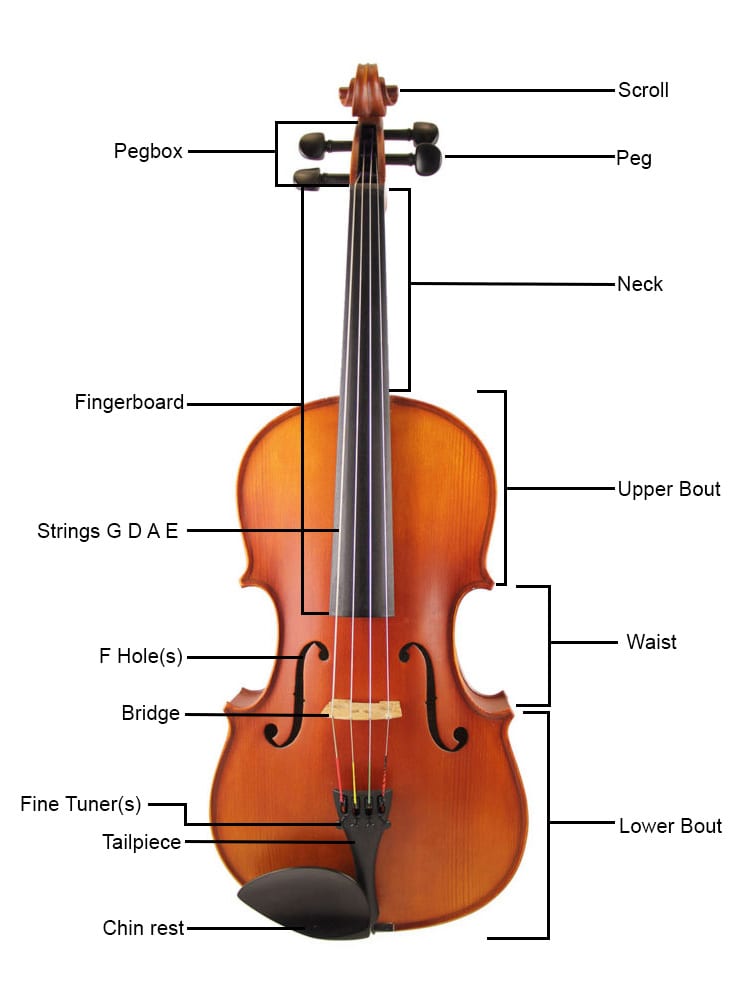 Parts of the violin