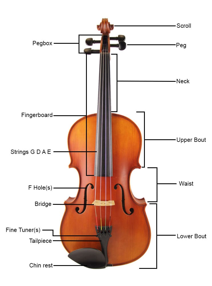 Parts Of A Violin Labeled