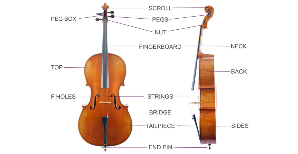 Sueño áspero Planificado mimar Frequently Asked Questions Relating to the Cello - Top 20 - Musical  Instrument Hire Co