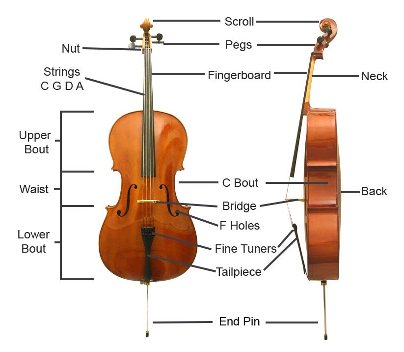 Parts of the cello